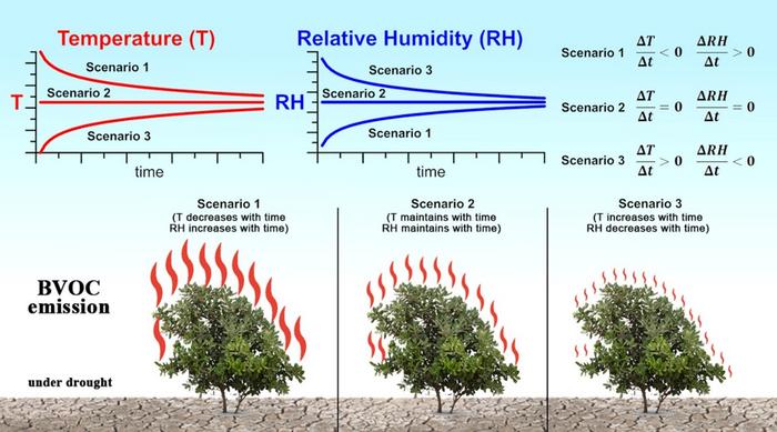 Rapid fluctuations in temperature and relative humidity control biogenic volatile organic compounds (BVOCs) emissions during drought
