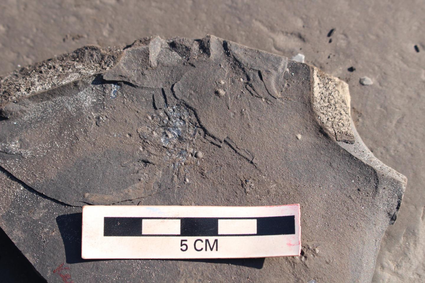 Bivalves After Low O2