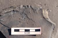 Bivalves After Low O2