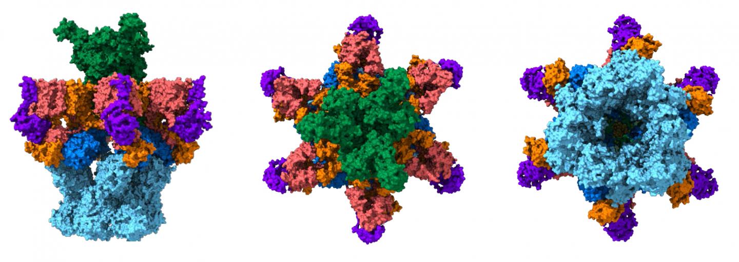 Model of the Secretion System