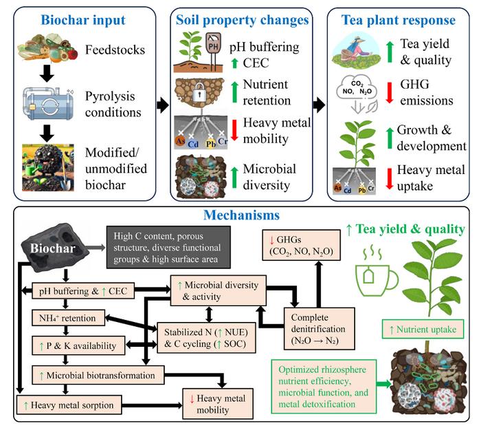 Biochar–soil–tea nexus: a review of soil health, microbial interactions, and sustainable Camellia sinensis cultivation