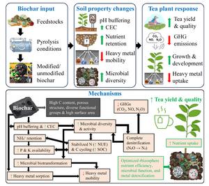 Biochar–soil–tea nexus: a review of soil health, microbial interactions, and sustainable Camellia sinensis cultivation
