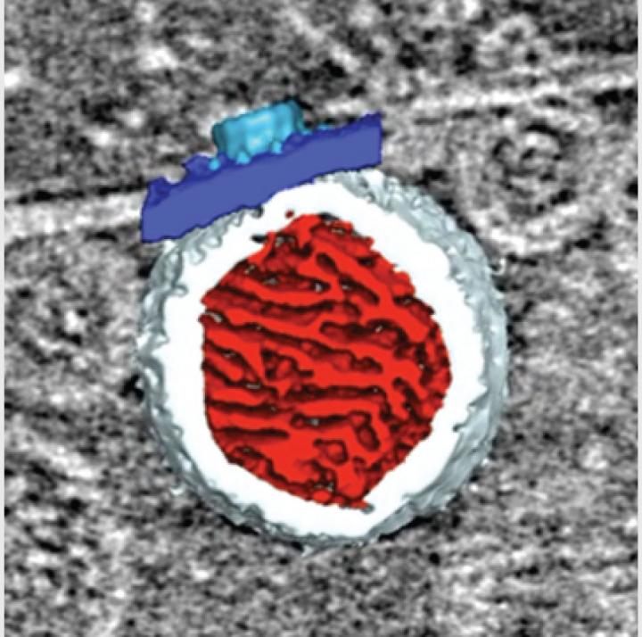 FHV Replication Spherule Render