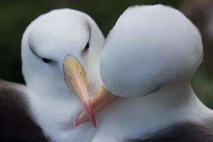 black-browed albatross