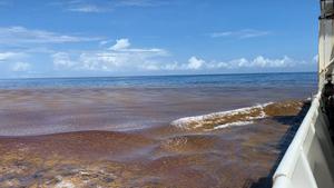 Sargassum Patch