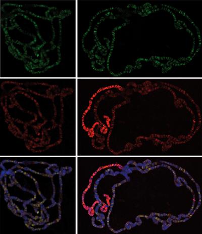Double Life of a Regulatory Protein