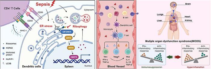 NUFIP1 in Sepsis: Regulating Immune Function and Organ Dysfunction.
