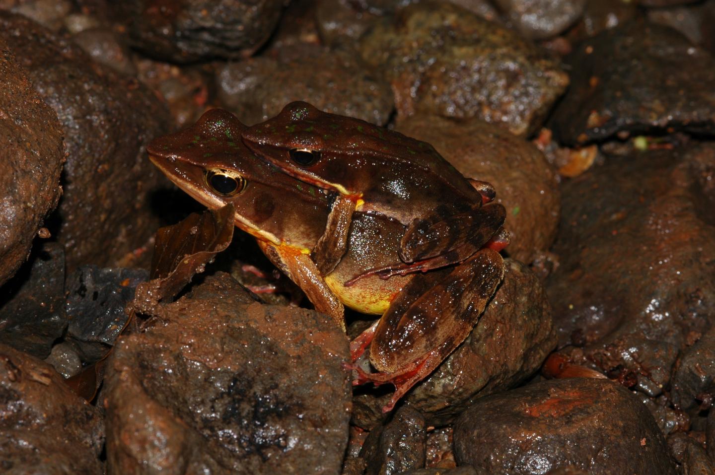 Warszewitsch's Frogs
