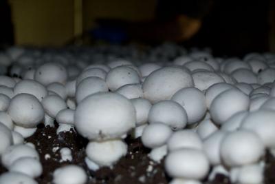 Mushrooms