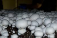 Mushrooms