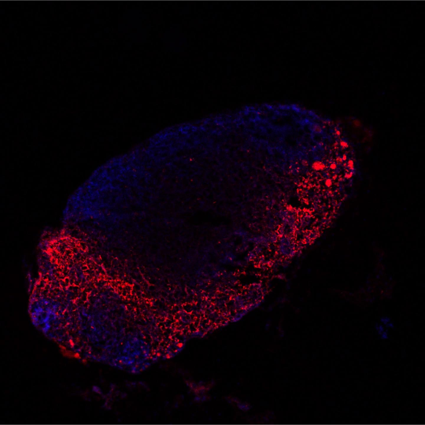 Mouse Lymph Node