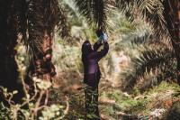 New Research to Boost Global Date Fruit Production (2 of 2)