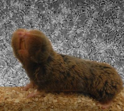 Blind Mole Rat