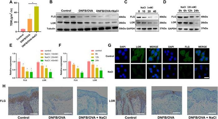 NaCl disrupts skin barrier function in atopic dermatitis and suppresses keratinocyte differentiation.