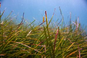 Underwater Seagrass