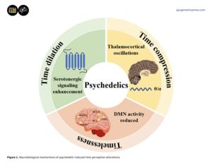 Neurobiological mechanisms of psychedelic-induced time perception alterations.