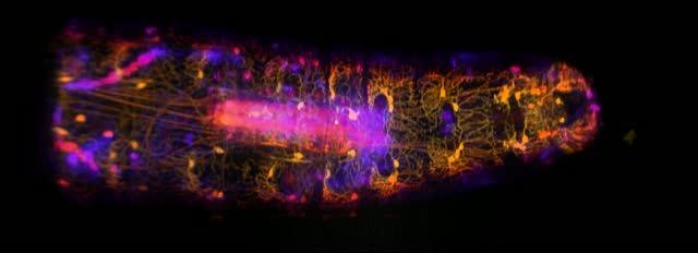 SCAPE of Freely Moving Fruit Fly Larvae (1 of 2)