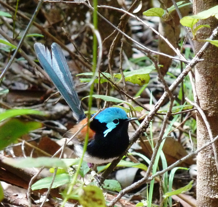 Red-winged fairy-wren