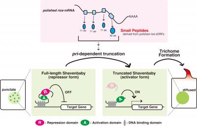 How Non-Coding RNAs Contribute to Gene Expression (2 of 2)