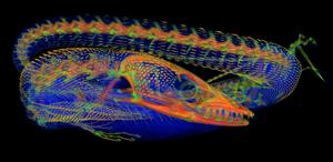 In this green tree monitor (Varanus prasinus UF 71411, MorphoSource), radiodensity heatmapping shows bone tissue, including osteoderms, in yellow to red.