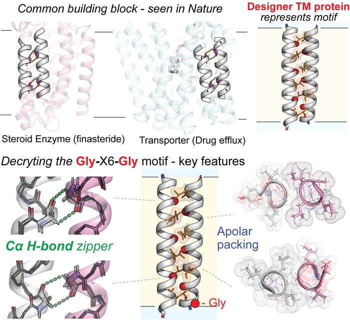Scripps Research scientists unlock new patterns of protein behavior in cell membranes