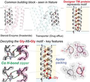 Scripps Research scientists unlock new patterns of protein behavior in cell membranes