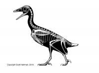 Mirarce Skeleton