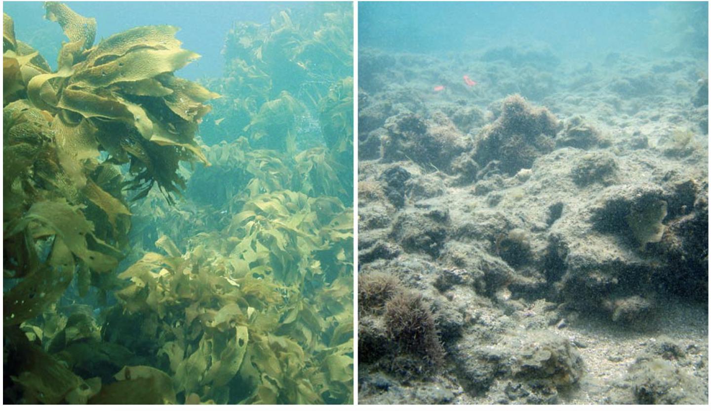 Lost Kelp Forests