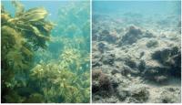 Lost Kelp Forests