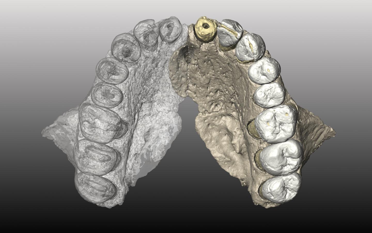 Oldest Human Fossil Outside of Africa Discovered, With Tools Nearby (6 of 11)