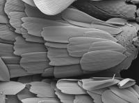 Example of a Micro-lepidopteran Moth