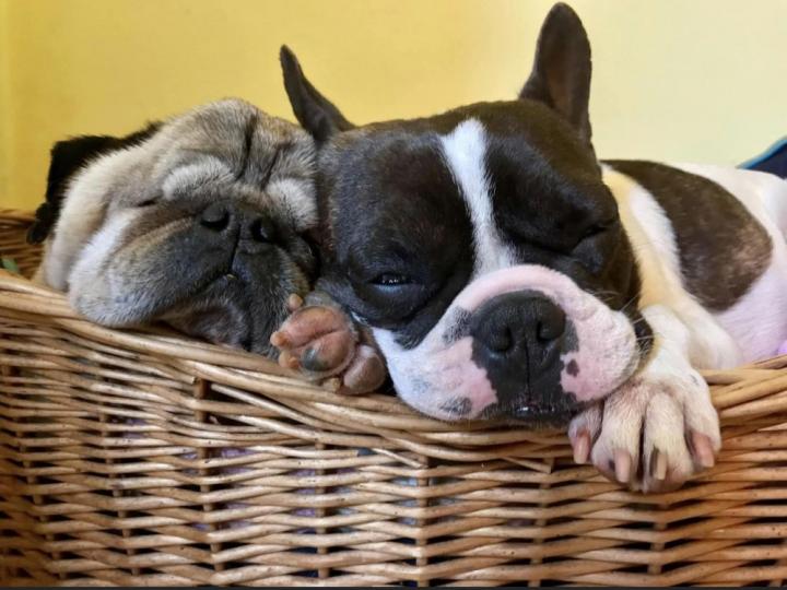 Why flat-faced dogs remain popular despite health problems