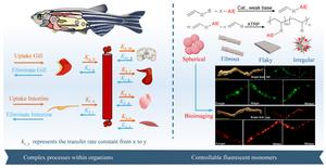 Challenges in assessing ecological and health risks of microplastics and nanoplastics: tracking their dynamics in living organisms
