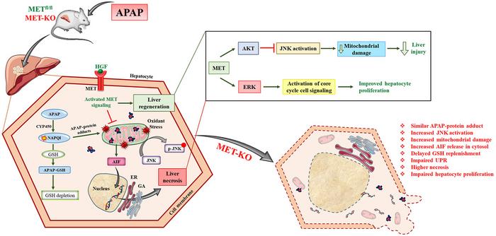 Hepatocyte-Specific MET Deletion Exacerbates Acetaminophen-Induced Hepatotoxicity in Mice