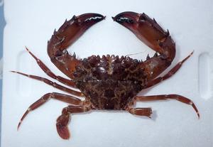 Specimen of Gonioinfradens giardi collected along the Ionian coast of Sicily