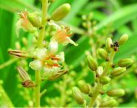 <i>Dracaena kaweesakii</i> (2 of 3)