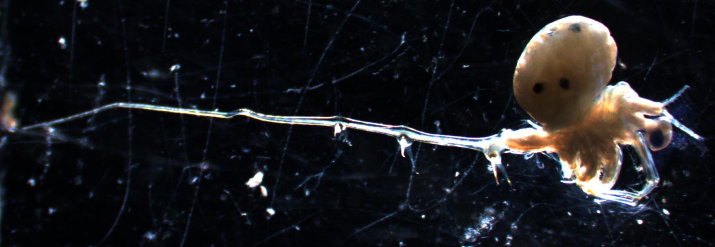 Spiny Water Flea