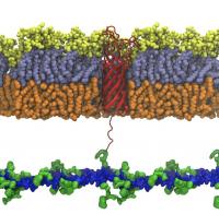 Biology - Bacterial Shield Breakdown
