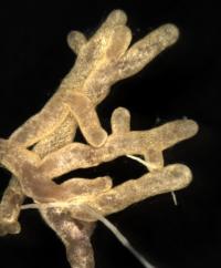 Fungi