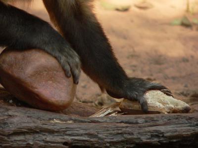 Bearded Capuchin Monkeys (1 of 2)