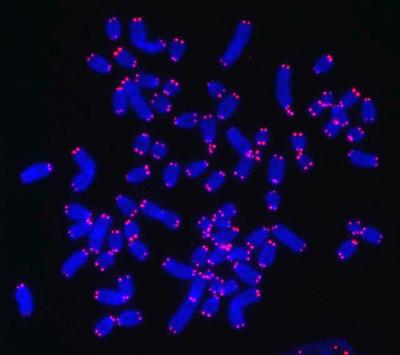 Telomeres