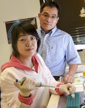 Lei-Lei Wang and Chun-Li Zhang, UT Southwestern Medical Center