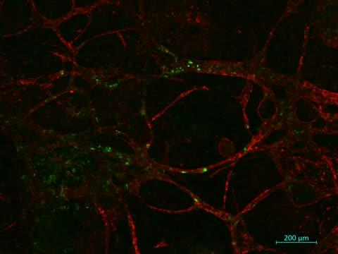 RAG1+ Green Immune Cells Crawl along Blood Vessels