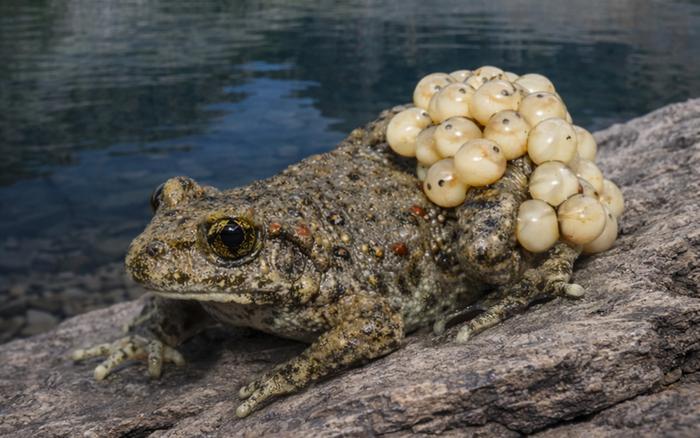 Common midwife toad