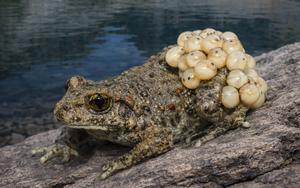 Common midwife toad