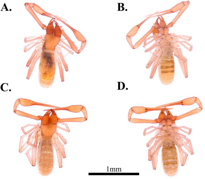 Four new species of dragon pseudoscorpions (Pseudoscorpiones: Pseudotyrannochthoniidae: Spelaeochthonius) from caves in South Korea revealed by integrative taxonomy