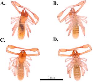 Four new species of dragon pseudoscorpions (Pseudoscorpiones: Pseudotyrannochthoniidae: Spelaeochthonius) from caves in South Korea revealed by integrative taxonomy