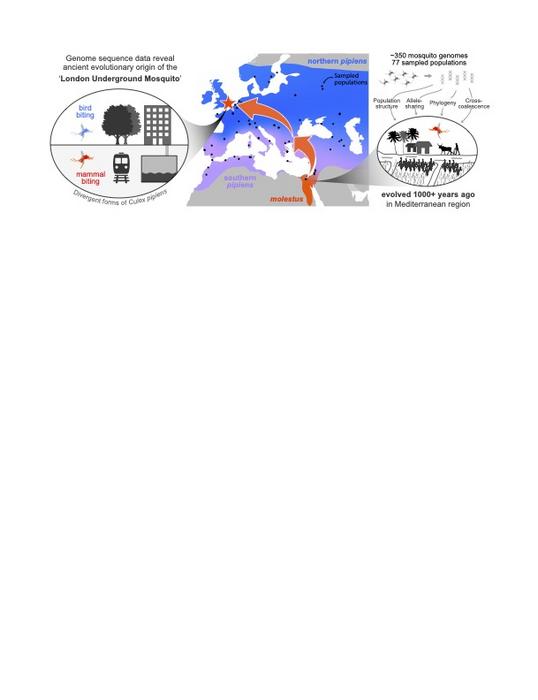 Overview of paper figure