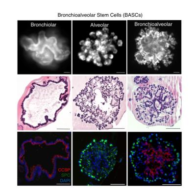Cell Colonies