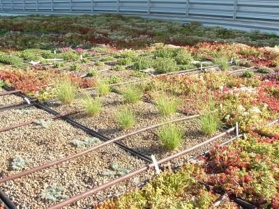 Green Roof Module